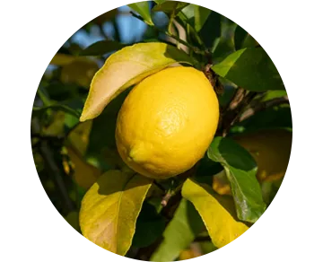 INDENファームのレモン