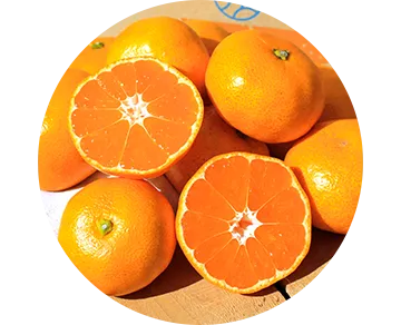 INDENファームのインデンみかん