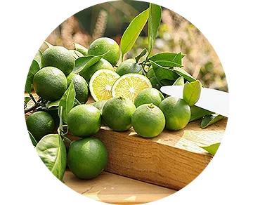 INDENファームの青みかん