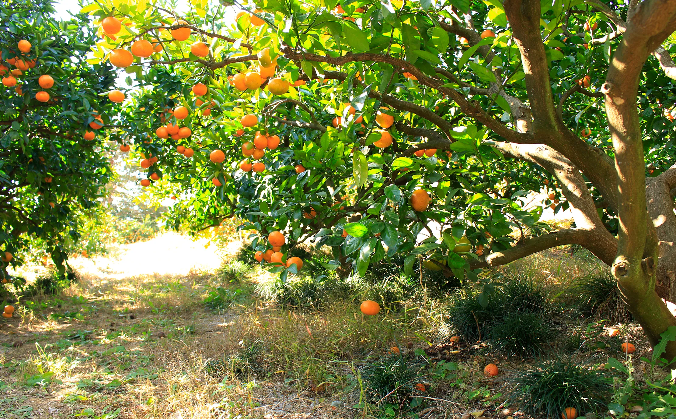 除草剤不使用の自然栽培のINDENファームのみかん畑