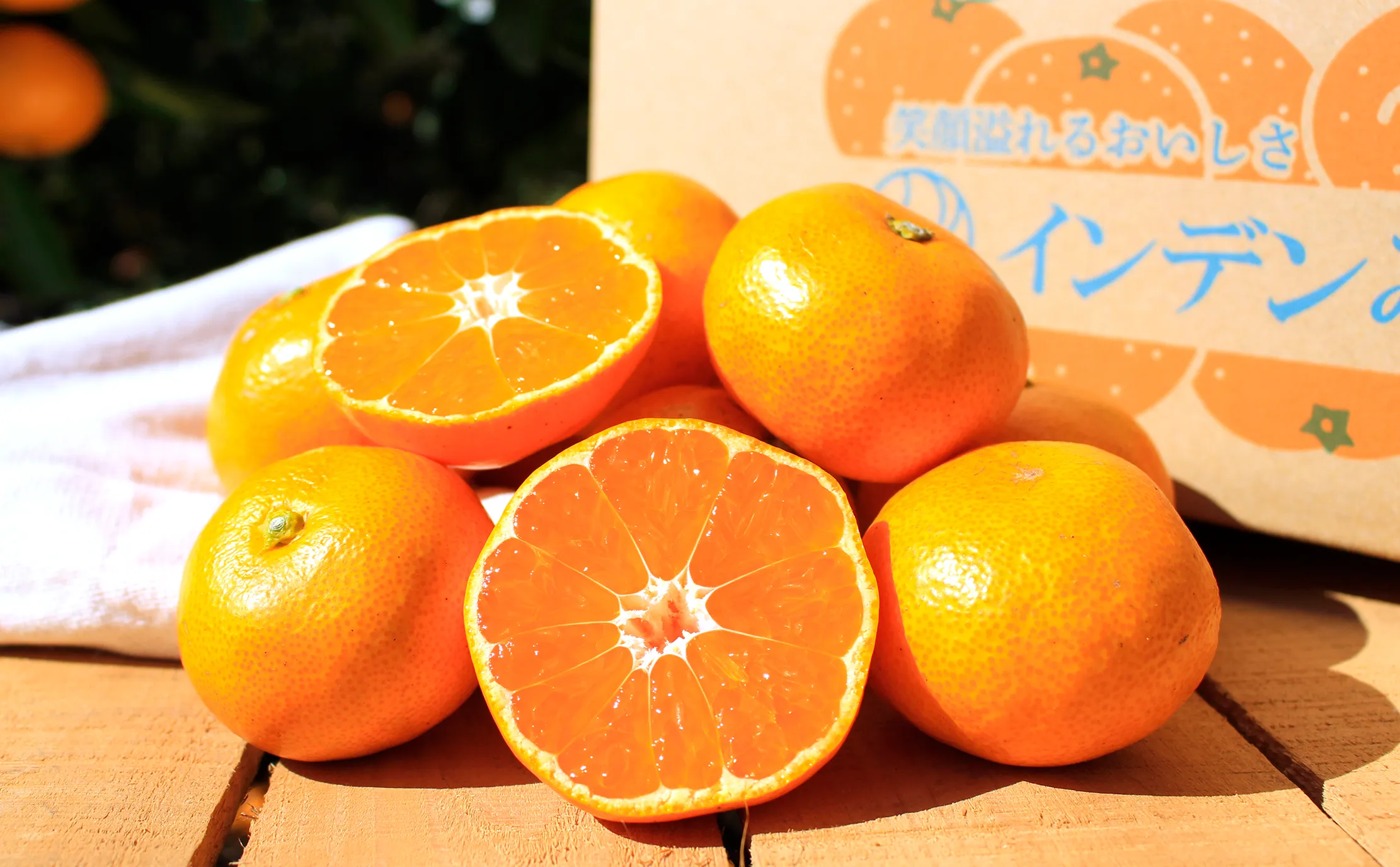 みずみずしい果肉が輝く、断面から見た完熟のINDENみかんです