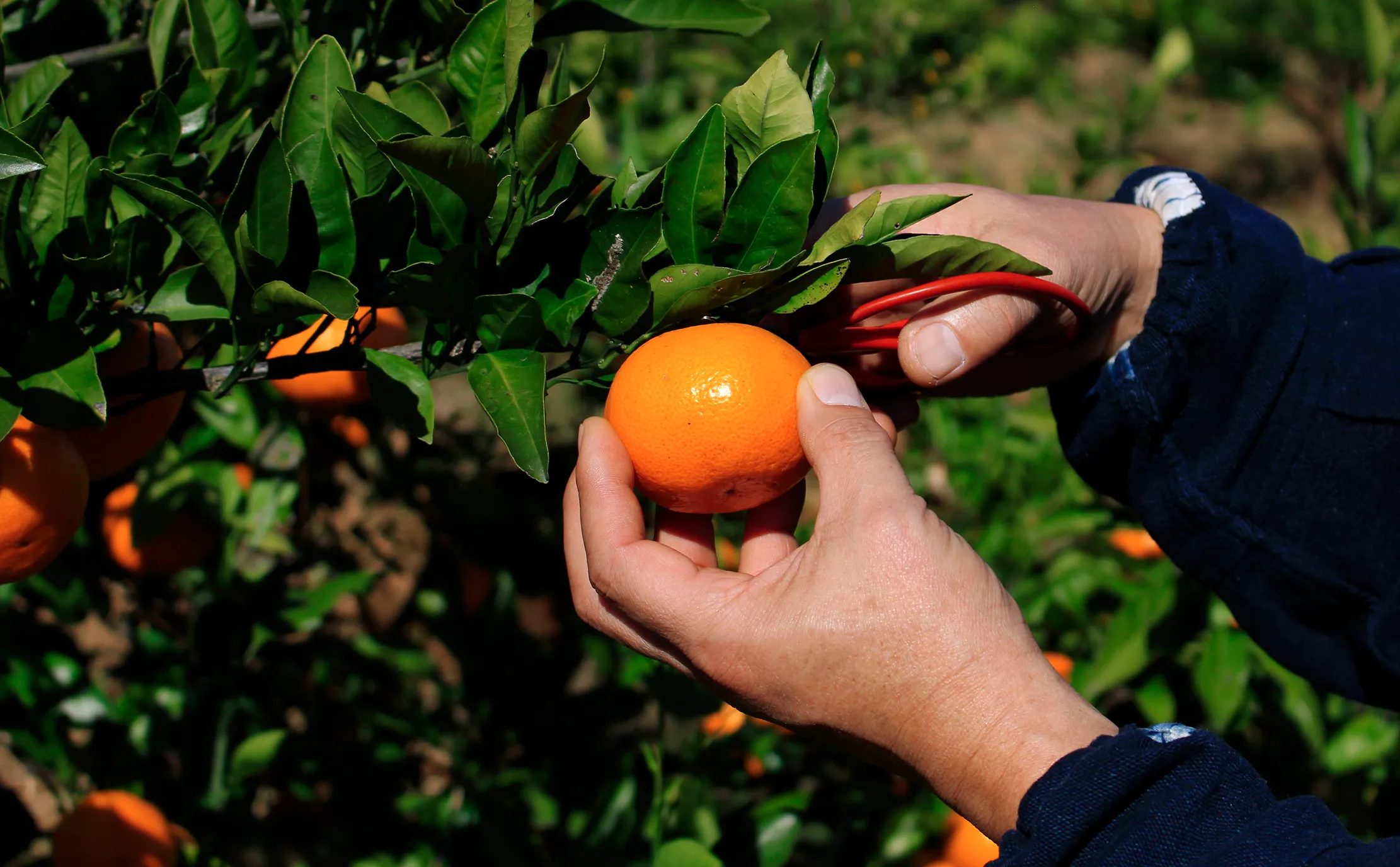 農薬不使用で丹精込めて育てた三ヶ日産INDENみかんを収穫