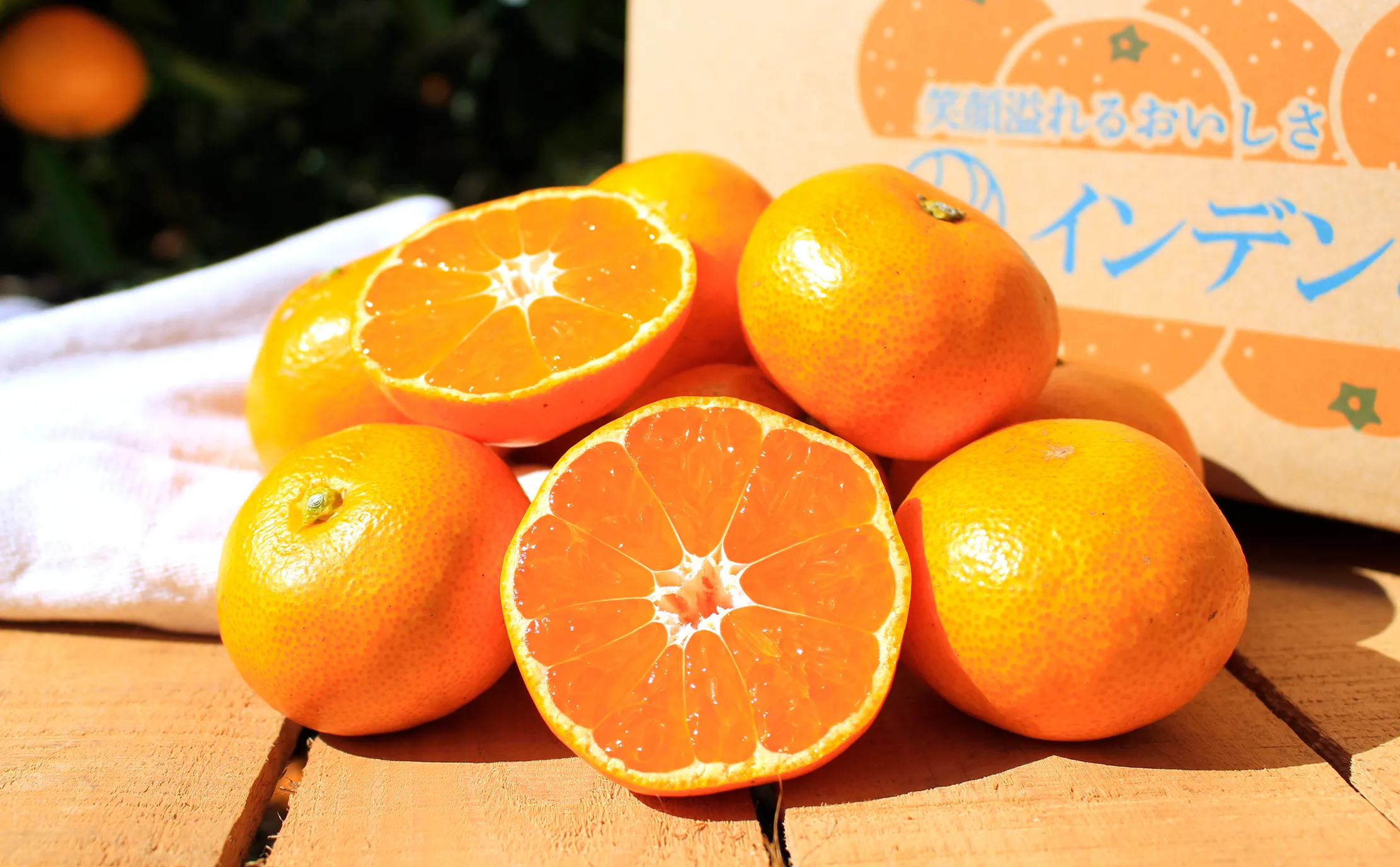 みずみずしい果肉が輝く、断面から見た完熟のINDENみかんです