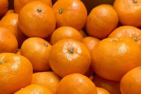 無農薬・無肥料栽培の三ケ日産こだわり青島みかん10kg