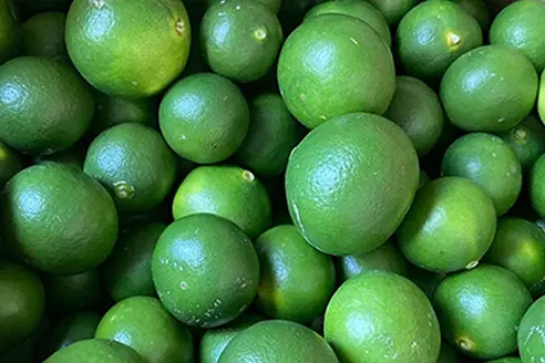 無農薬・無肥料栽培の青みかん5kg