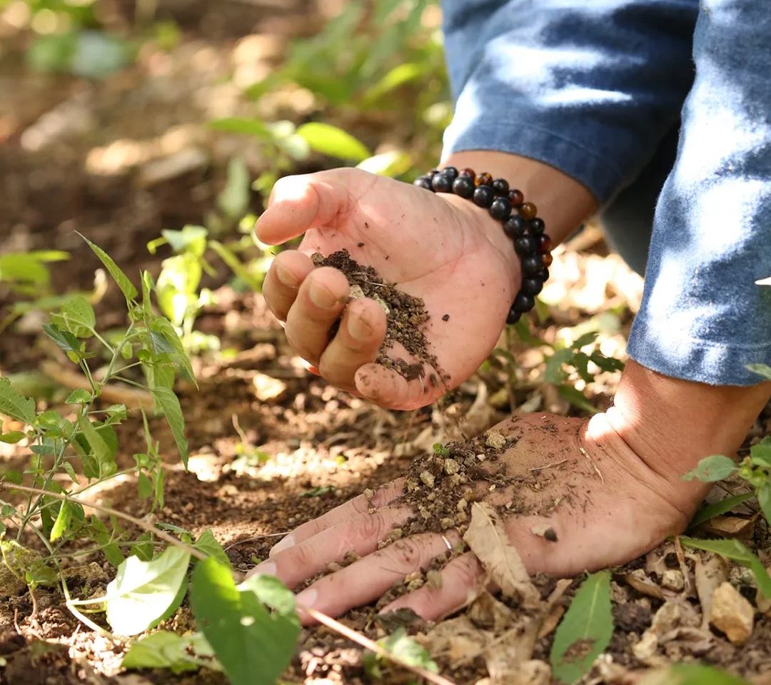 INDENファームの畑は、微生物が豊富な自然本来の土壌です。
