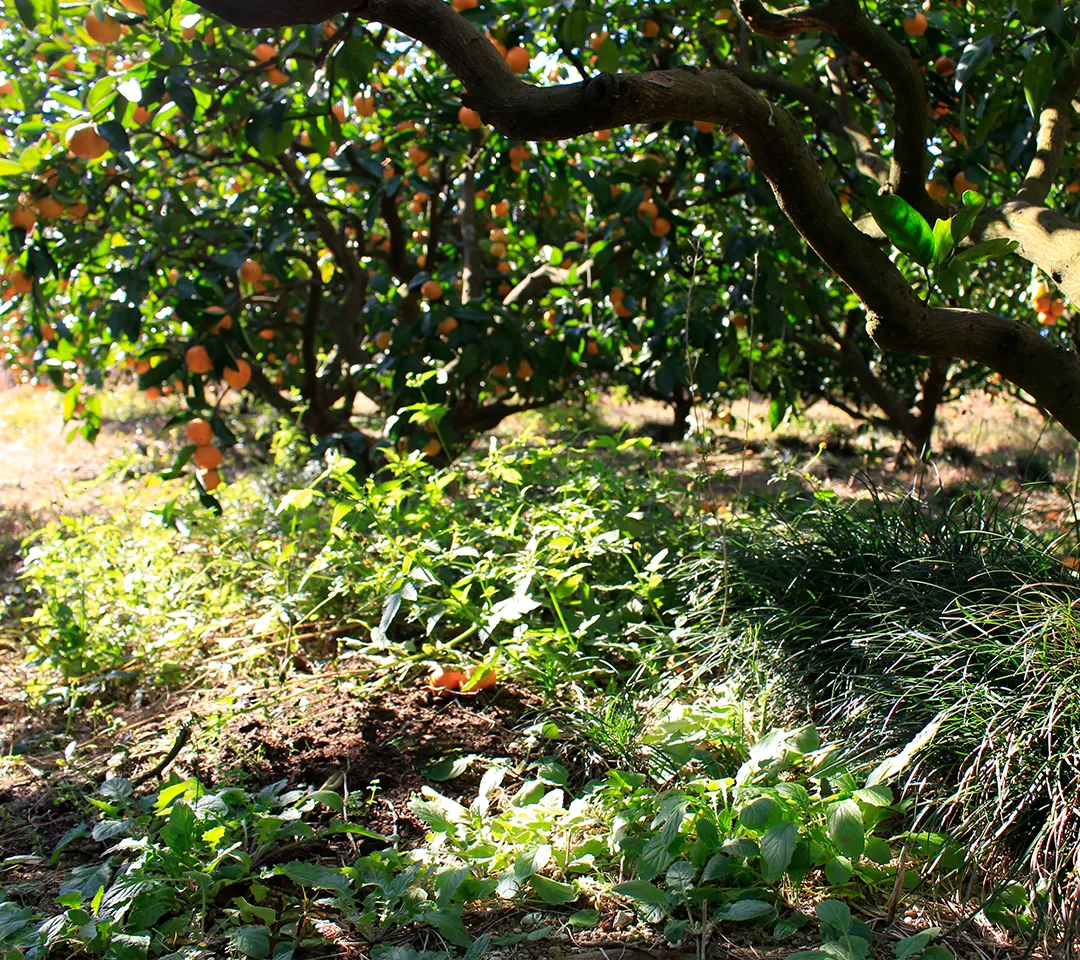 INDENファームは草を生やした草生栽培。みかん園には適度な草をはやし、自然で穏やかな畑にしています