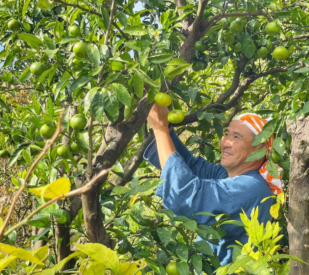 INDENファームのみかん作りは「命との対話」を大切にし、経験と観察力で自然本来の美味しいみかんを栽培しています。
