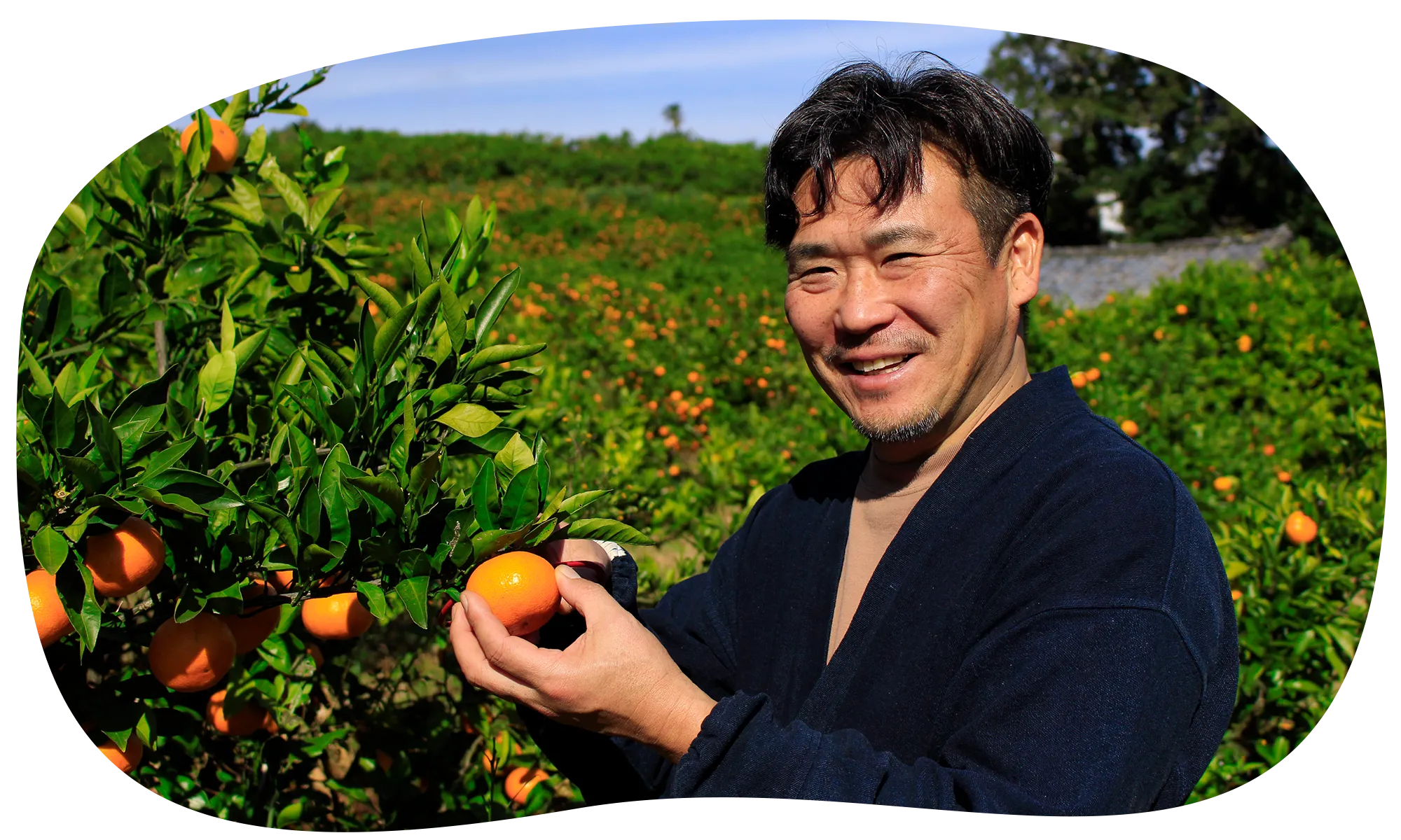 つやのある新鮮なみかんがたくさんあります