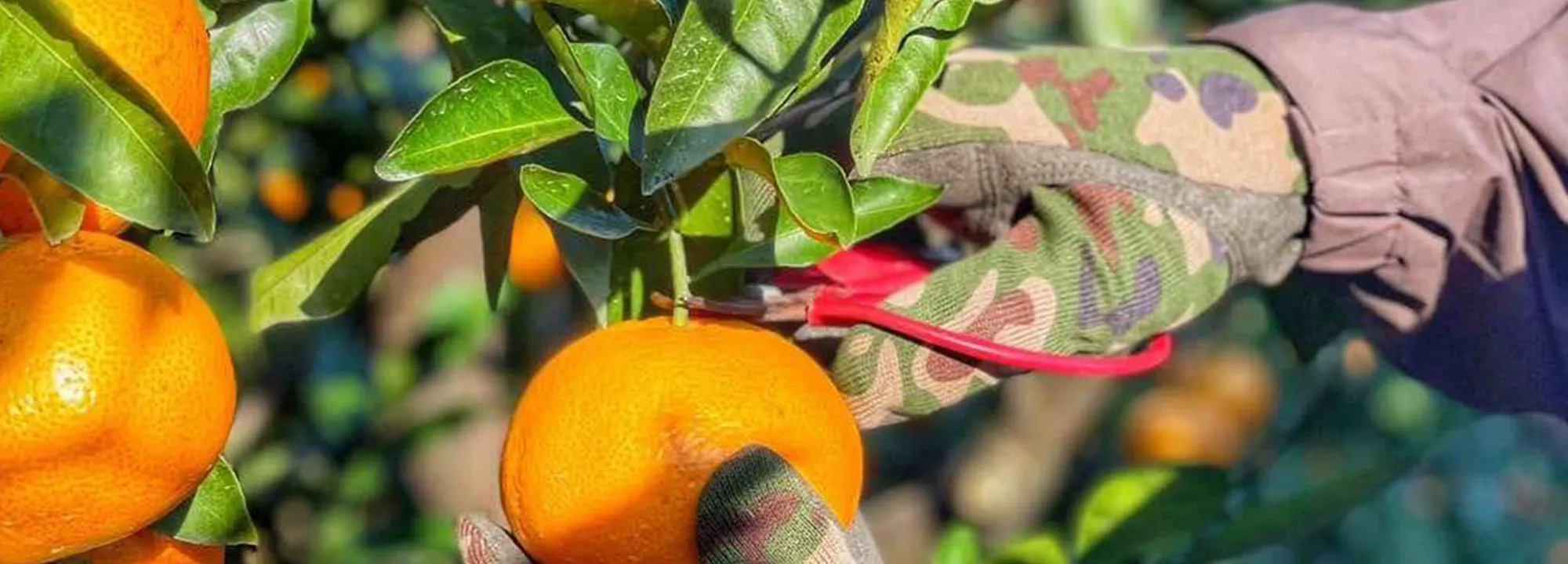 みかんを収穫している様子